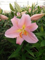 [4201 Fenice No202.JPG]